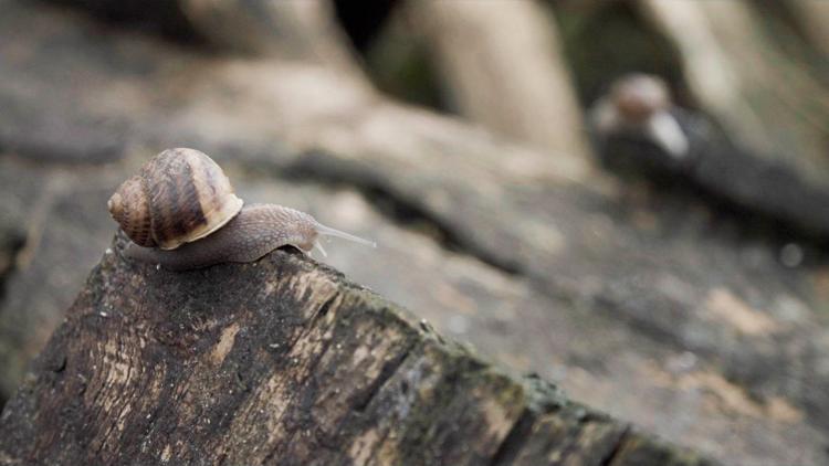 Постер Les escargots en bavent