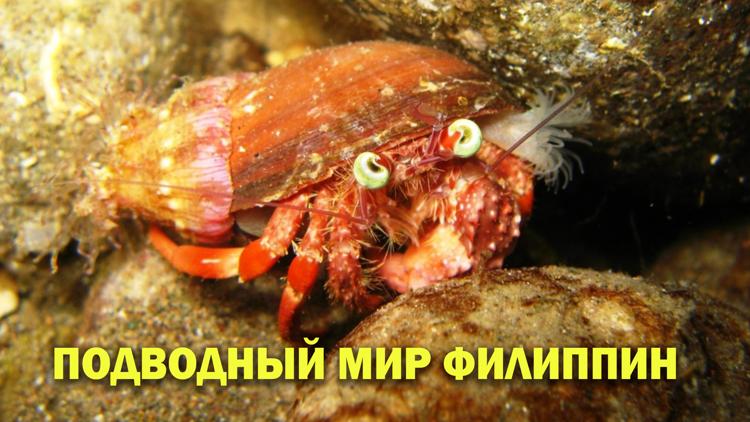 Постер Подводный мир Филиппин