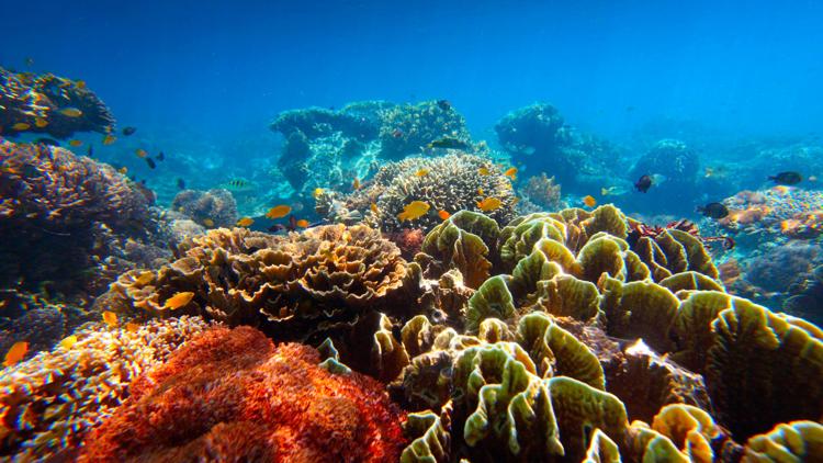 Постер Dans la mer de corail