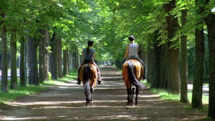 Постер Le Prater, l’oasis verte de Vienne