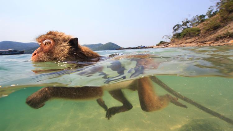 Постер Les singes qui voulaient voir la mer