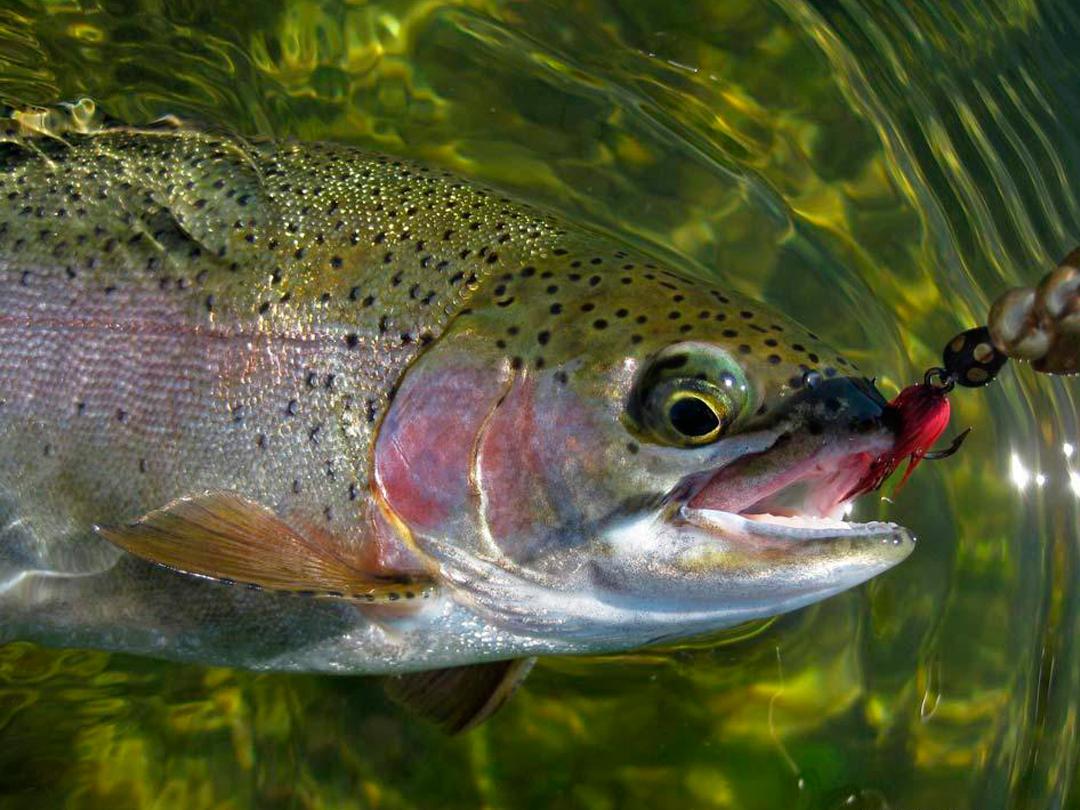 Ловля форели в Арагоне (lovlja-foreli-v-aragone) Досуг, хобби