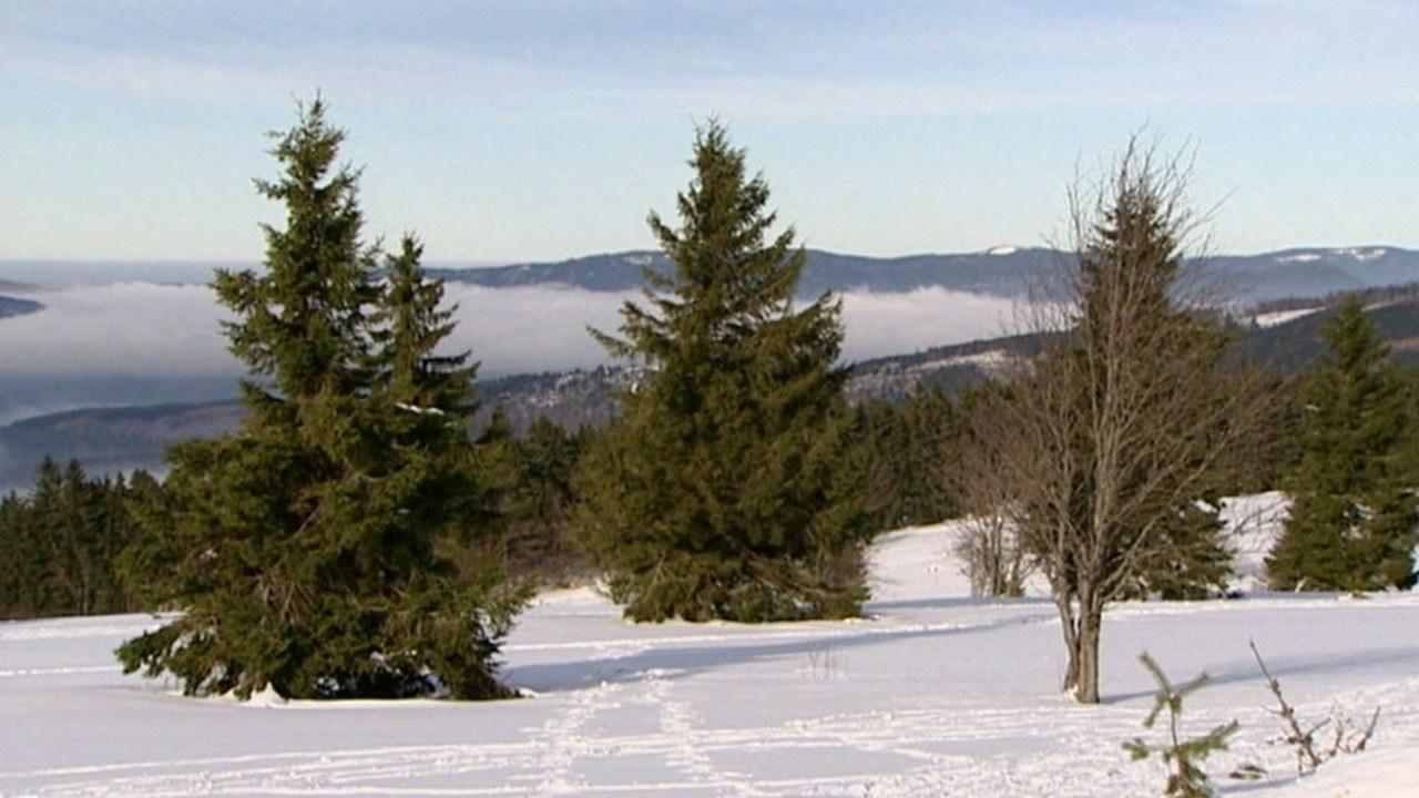 Winterreise in die Vogesen (winterreise-in-die-vogesen) Документальный фильм