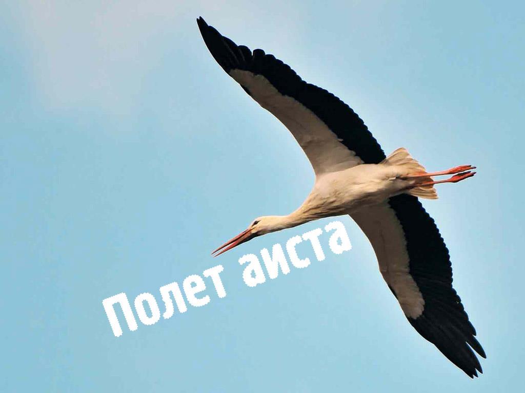 Полёт аиста (polet-aista) Познавательное