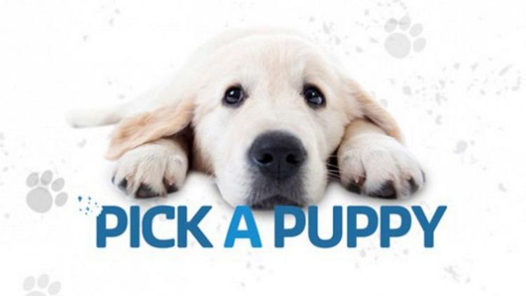 Постер Pick a Puppy