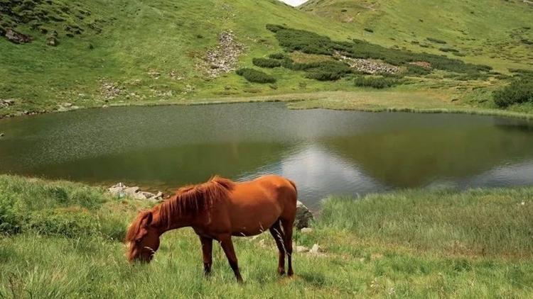 Постер Заповідник