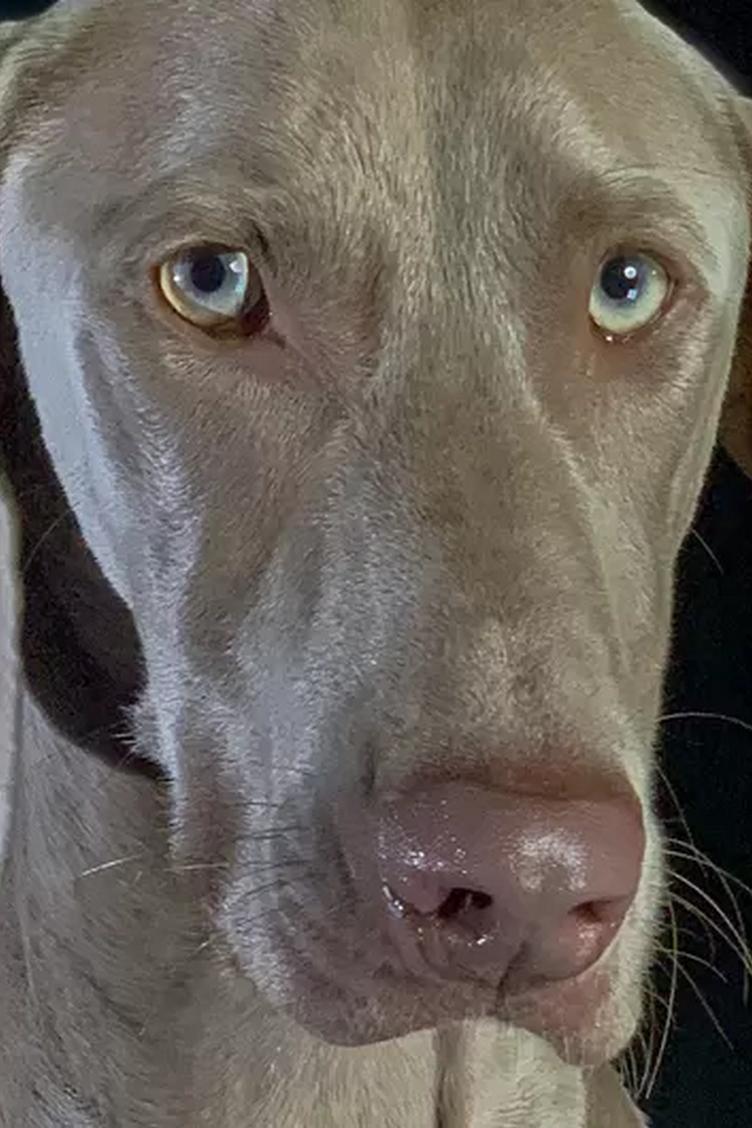 Comment le chien a conquis le monde (comment-le-chien-a-conquis-le-monde) Документальный фильм
