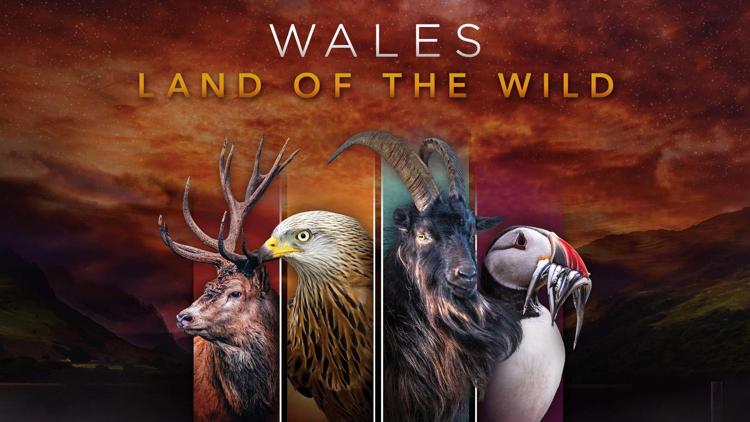 Постер Wales: Land of the Wild