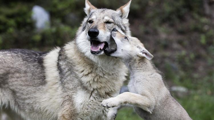 Постер The Snow Wolf: A Winter's Tale