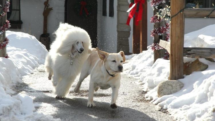 Постер The Dog Who Saved Christmas