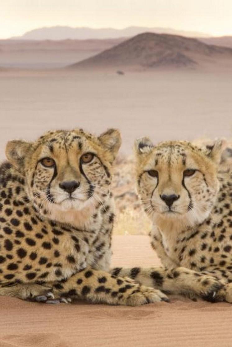 Кошки (koshki) Документальный фильм