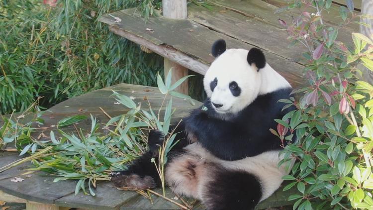 Постер Het echte leven in de dierentuin