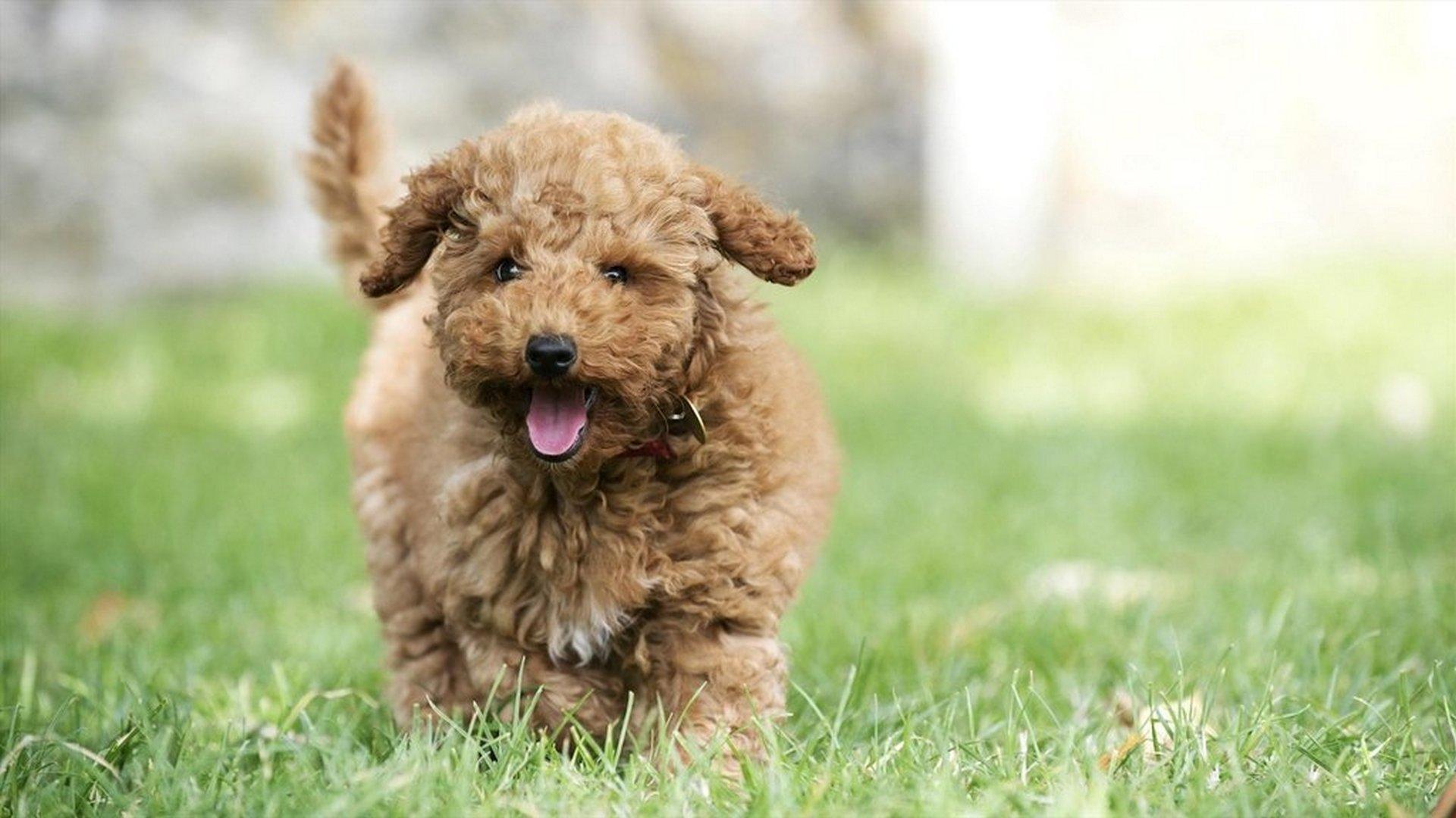 Une vie de chiot, nouvelle génération (une-vie-de-chiot-nouvelle-gnration) Документальный фильм