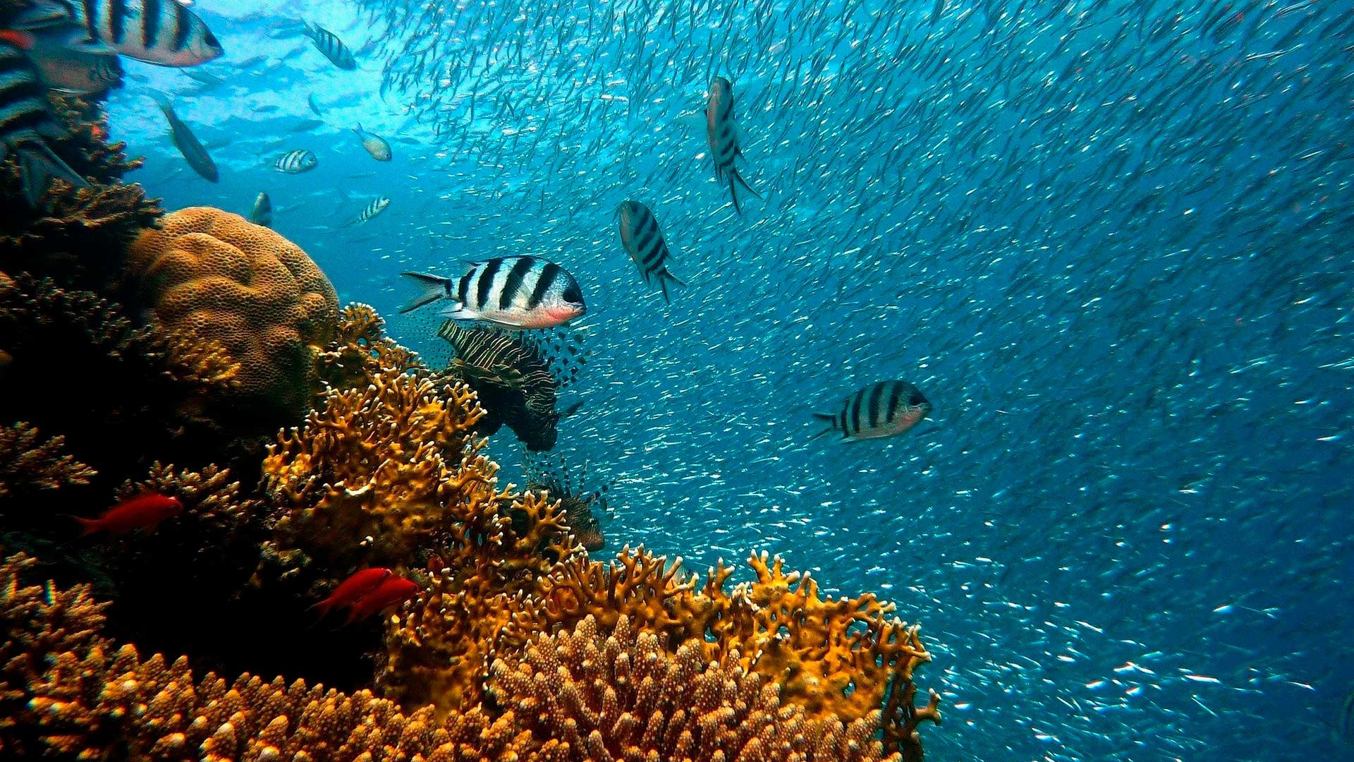 Путешествие к спасительным берегам Мексики (puteshestvie-k-spasitelnym-beregam-meksiki) Документальный фильм