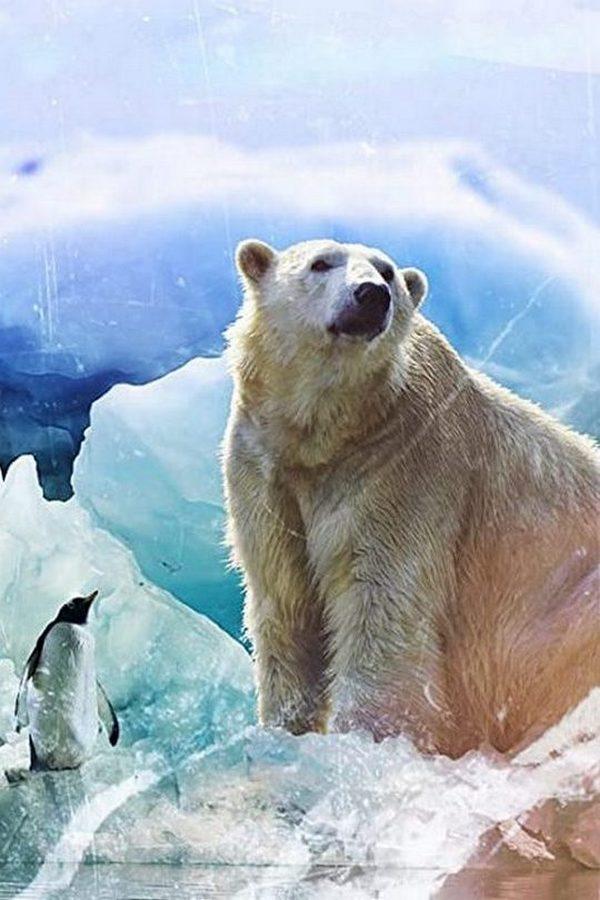 Polar World (polar-world) Документальный фильм