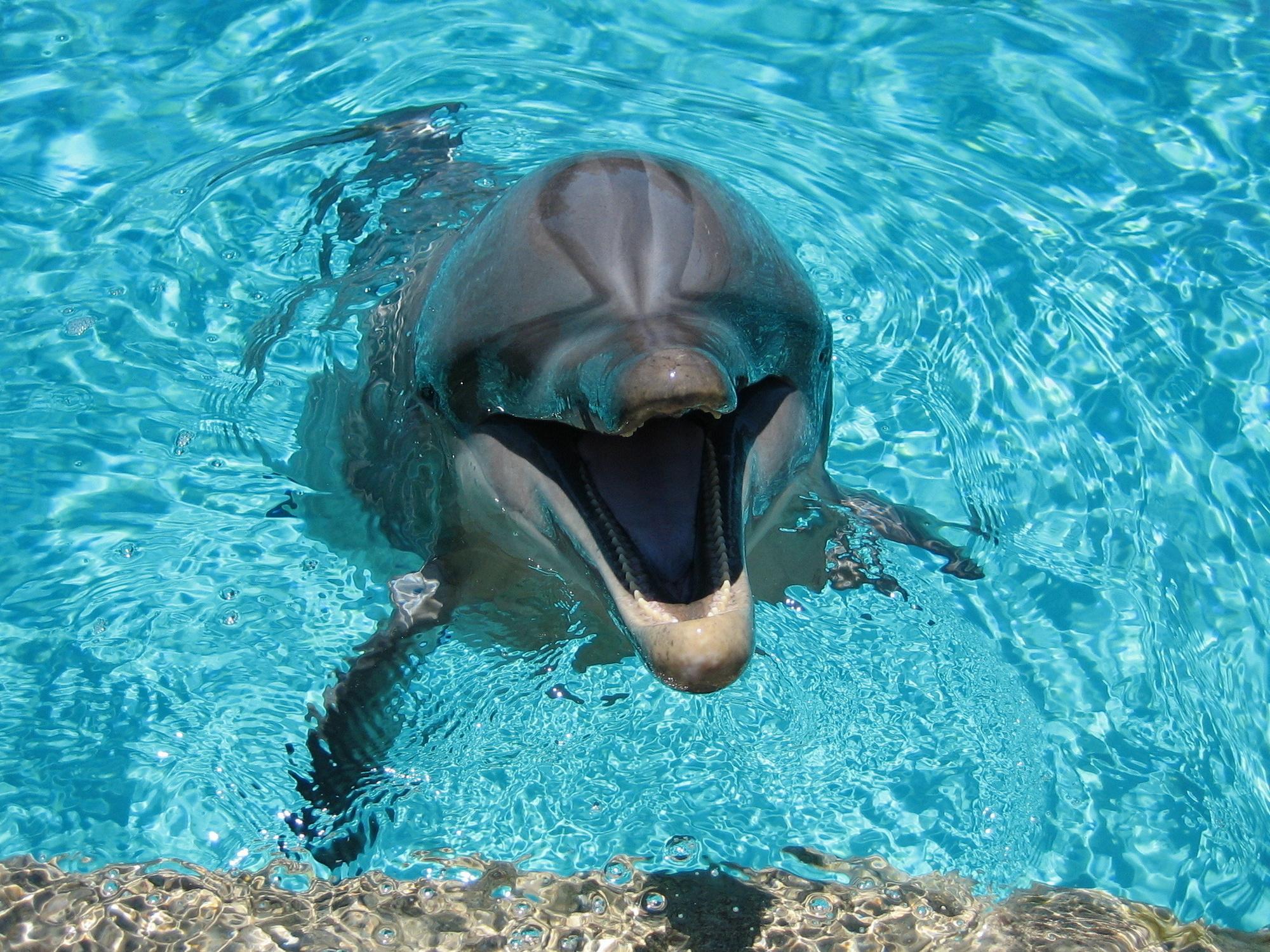 Без билета. Экскурсия по дельфинарию (bez-bileta-ekskursija-po-delfinariju) Документальный фильм