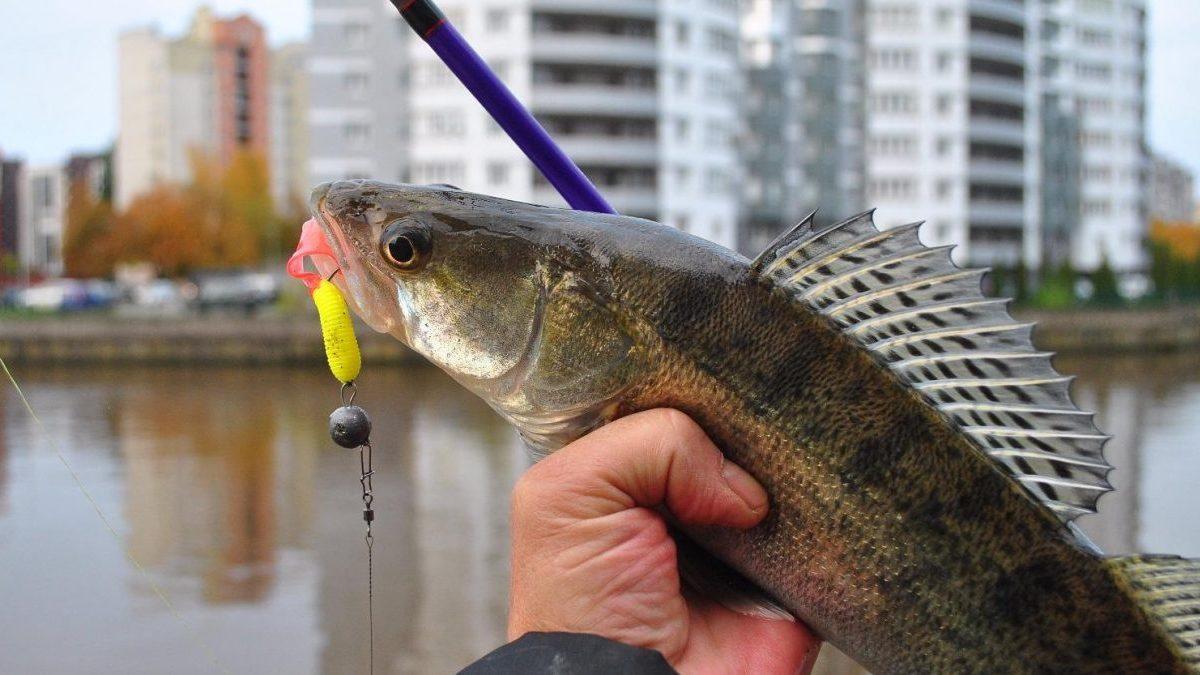 Street Fishing (street-fishing) Досуг, хобби