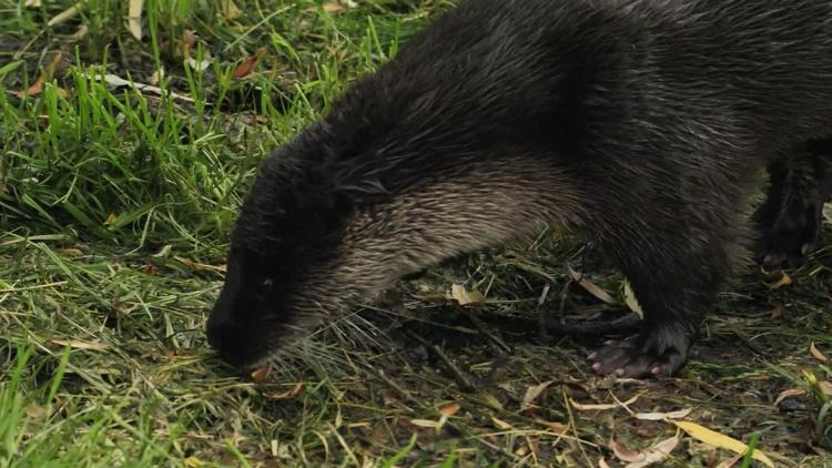 Постер La loutre après l'eden