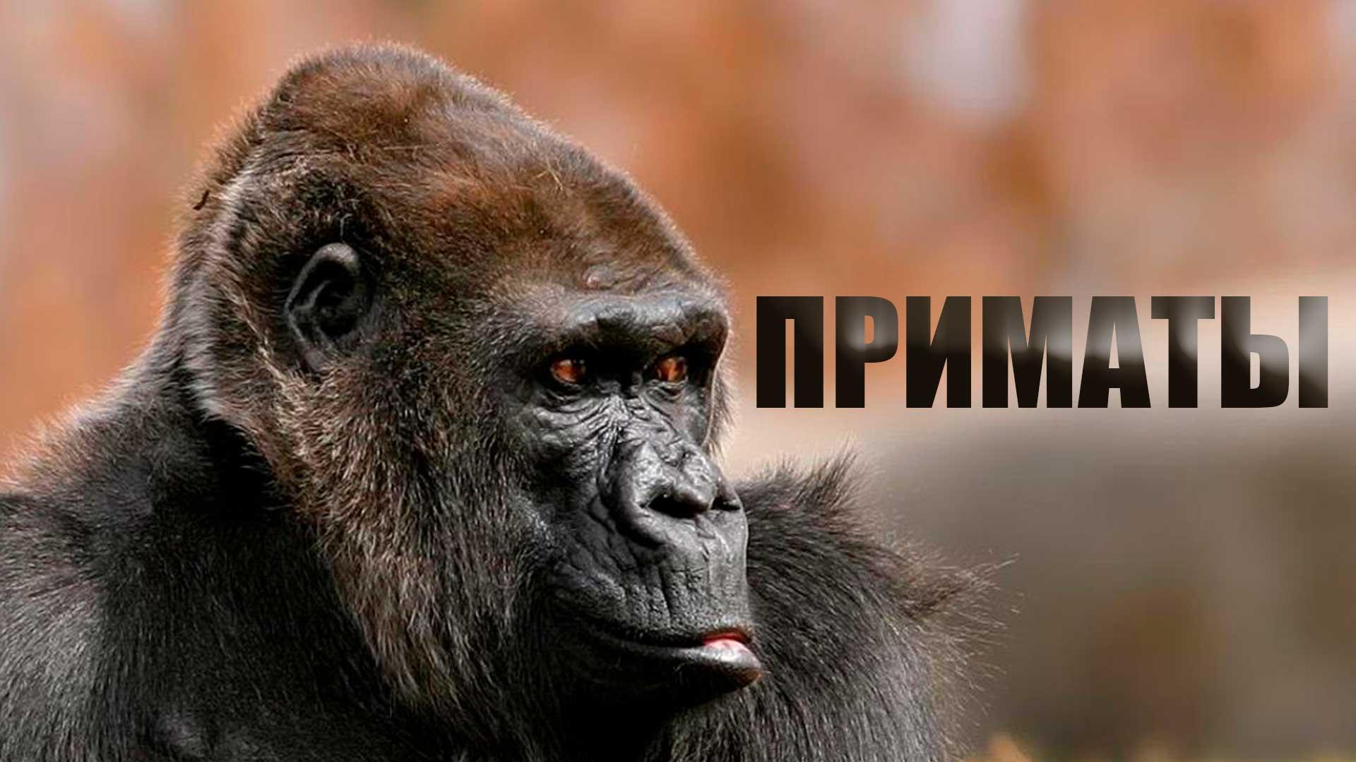 Приматы (primaty) Документальный фильм