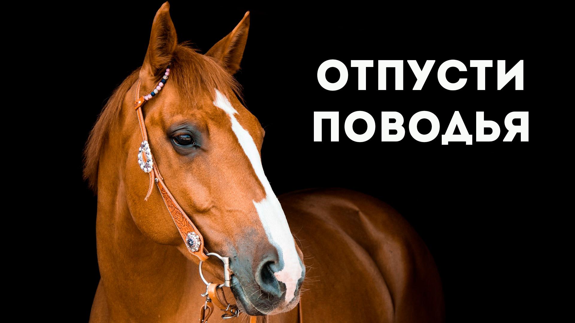 Отпусти поводья (otpusti-povodja) Познавательное