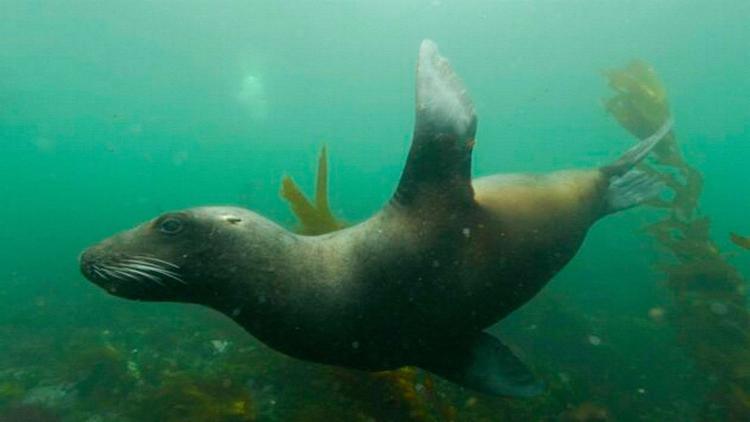 Постер La Nouvelle-Zélande, terre de biodiversité