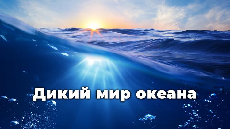 Постер Дикий мир океана