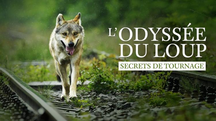 Постер L'odyssée du loup: Secrets de tournage