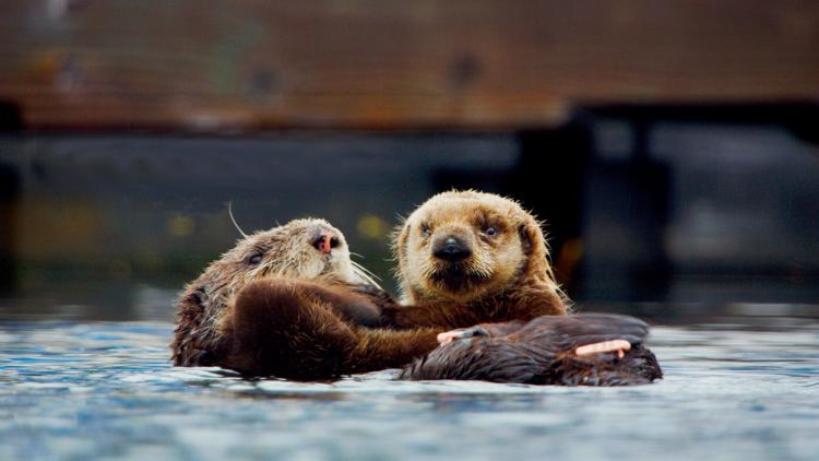 Постер La première année des bébés animaux