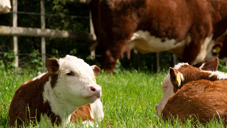 Постер Wild Tales From The Farm