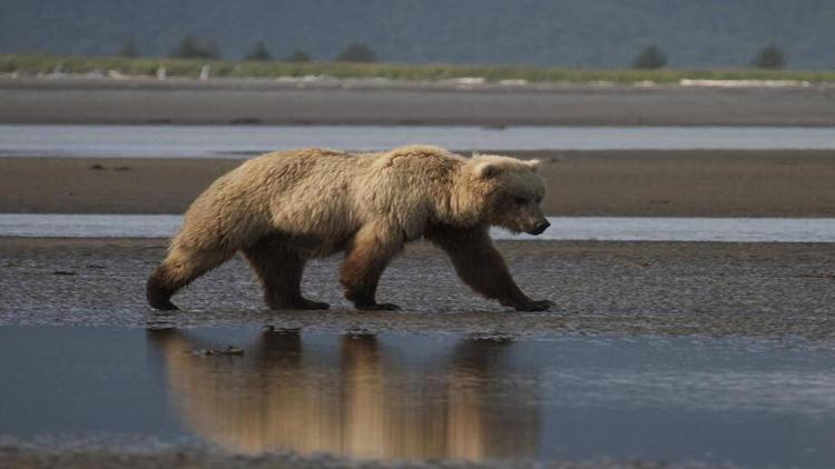 Постер Johnny Kingdom et l'ours d'Alaska