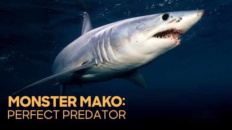 Постер Monster Mako: Perfect Predator