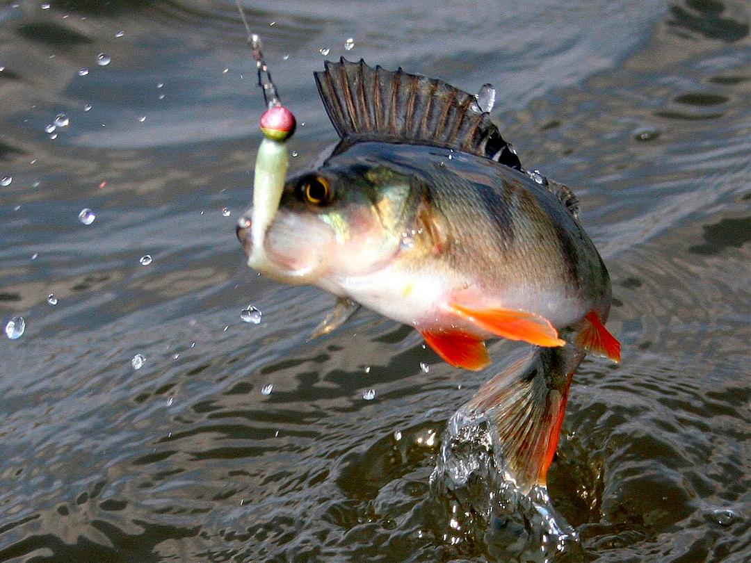 Как поймать окуня (kak-pojmat-okunja) Документальный фильм