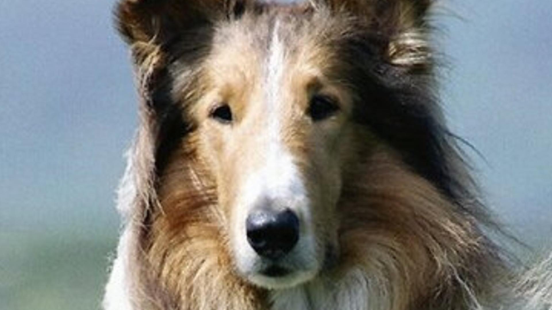 Мой друг-Лесси (moj-drug-lessi) Сериал