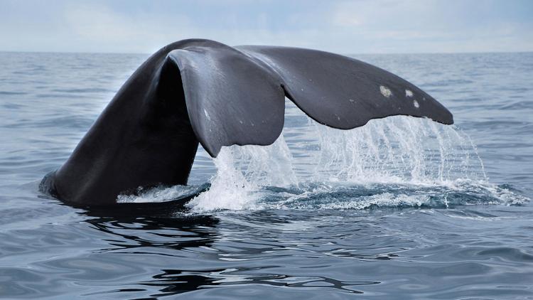 Постер Au large de l'Irlande: Baleines et requins en eaux profondes