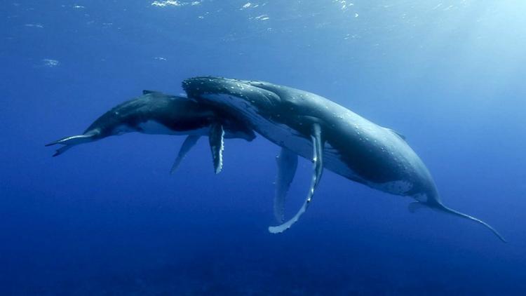 Постер Les géants des mers