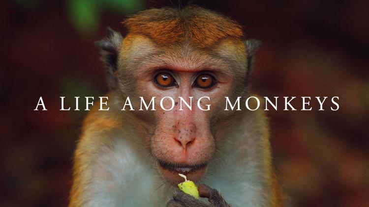 Постер A Life Among Monkeys