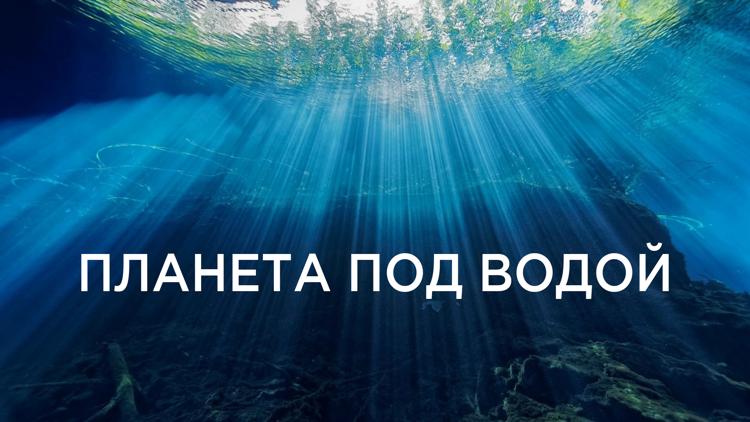 Постер Планета под водой