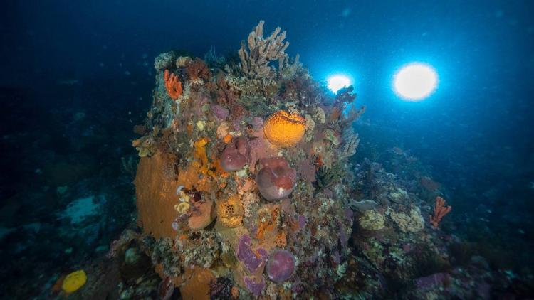 Постер Australia's Ocean Odyssey: A Journey Down the East Australian Current