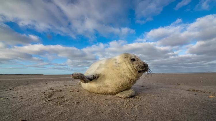 Постер La mer des Wadden : Vivre au rythme des marées