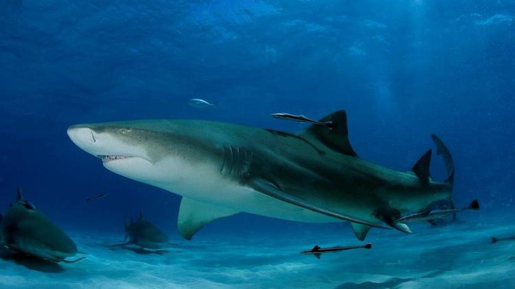 Постер Moorea, l'île aux requins citrons