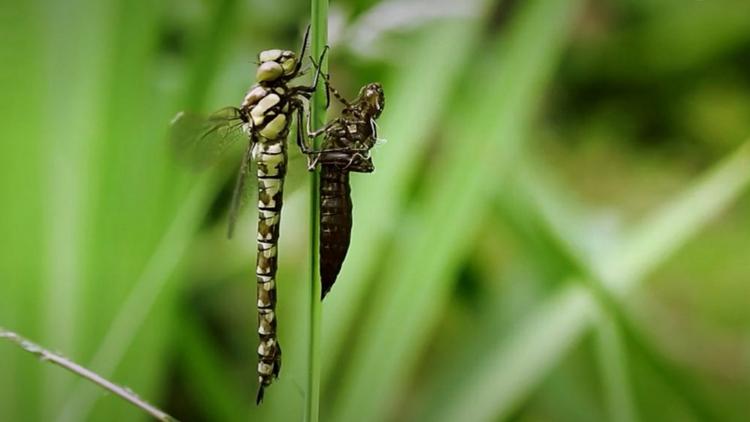 Постер Une forêt au fil des saisons