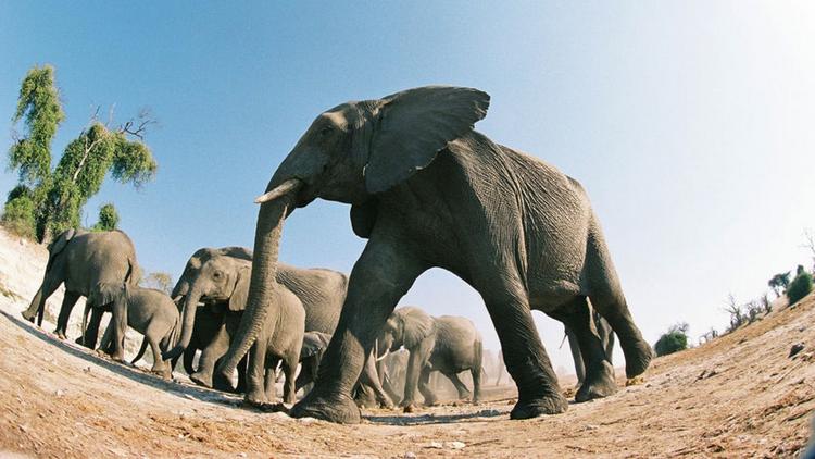 Постер Elephants: Spy in the Herd