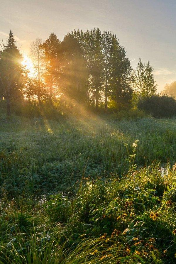 Летнее утро (letnee-utro) Досуг, хобби