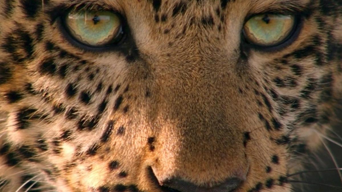 Зеленоглазый леопард (zelenoglazyj-leopard) Документальный фильм