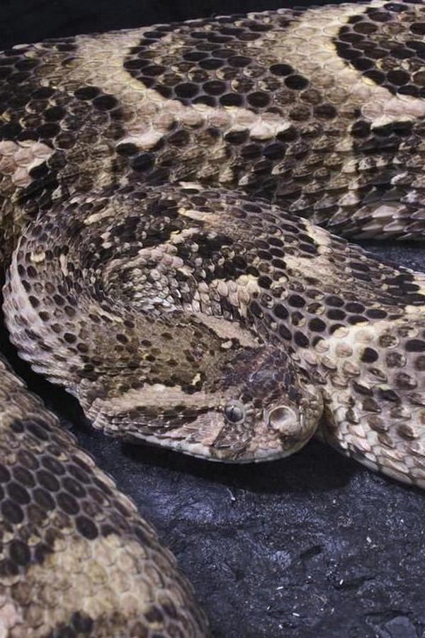 Ultimate Viper (ultimate-viper) Документальный фильм