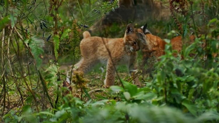 Постер Carpathian Predators