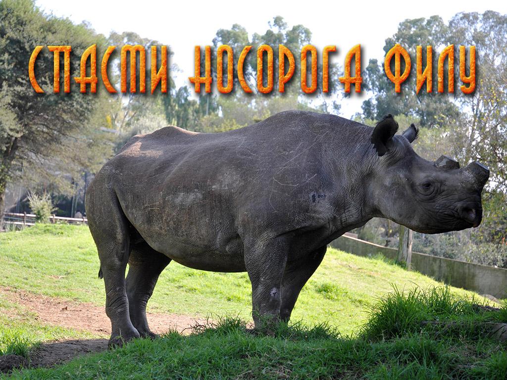 Спасти носорога Филу (spasti-nosoroga-filu) Документальный сериал