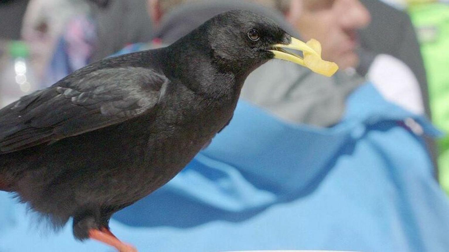 Die klugen Schwarzen — Rabenvögel (die-klugen-schwarzen-rabenvgel) Документальный фильм