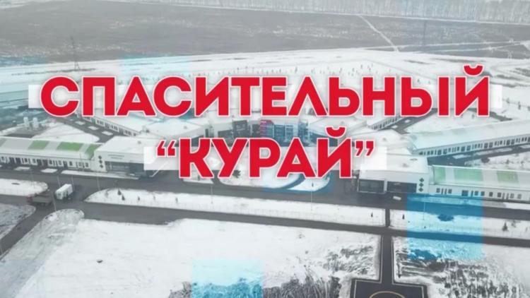 Постер Спасительный курай