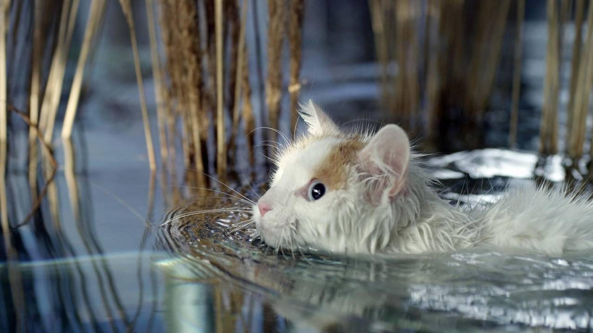 The Secret Life of Cats (the-secret-life-of-cats) Документальный фильм